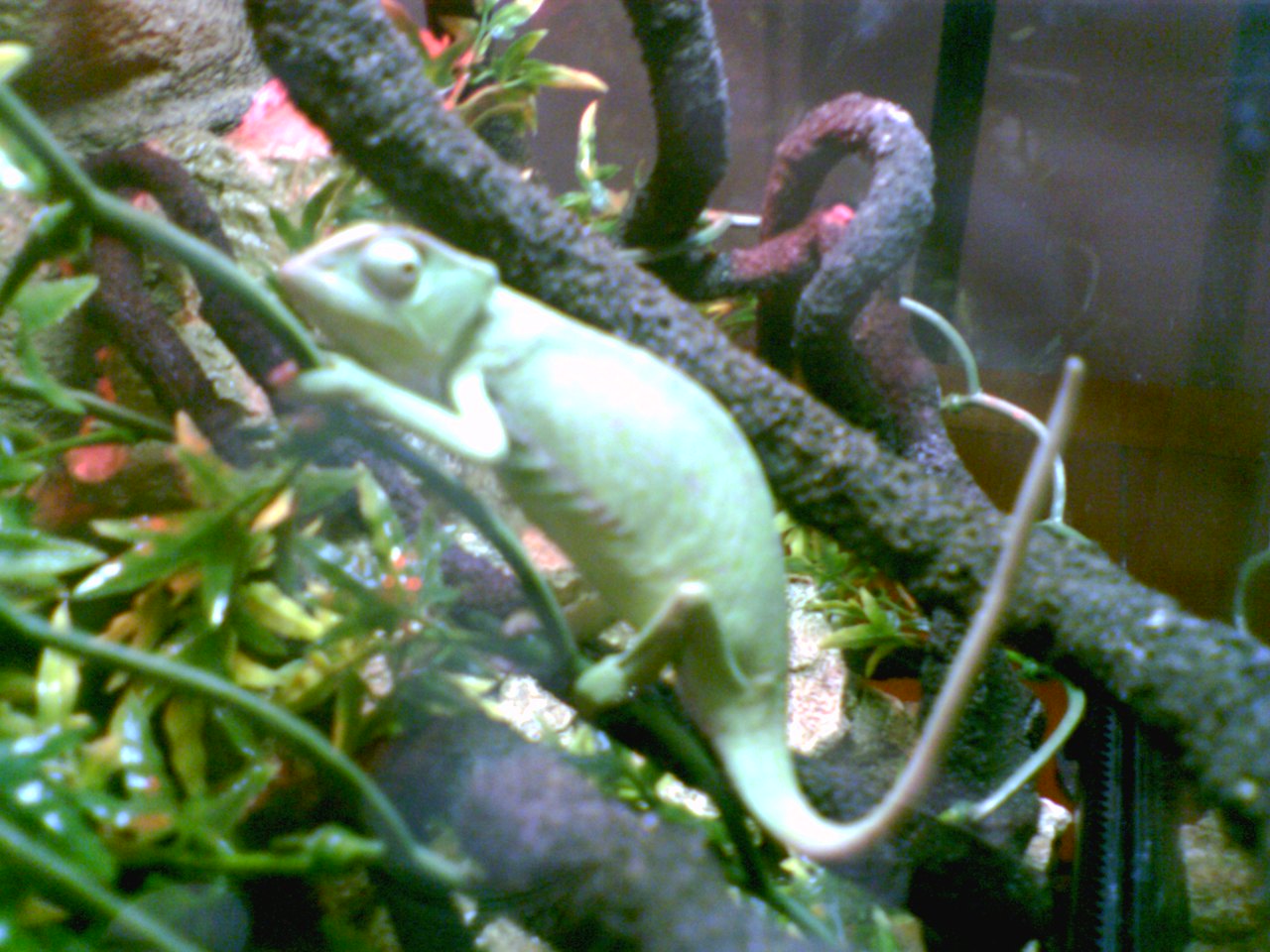 Clover my senegal