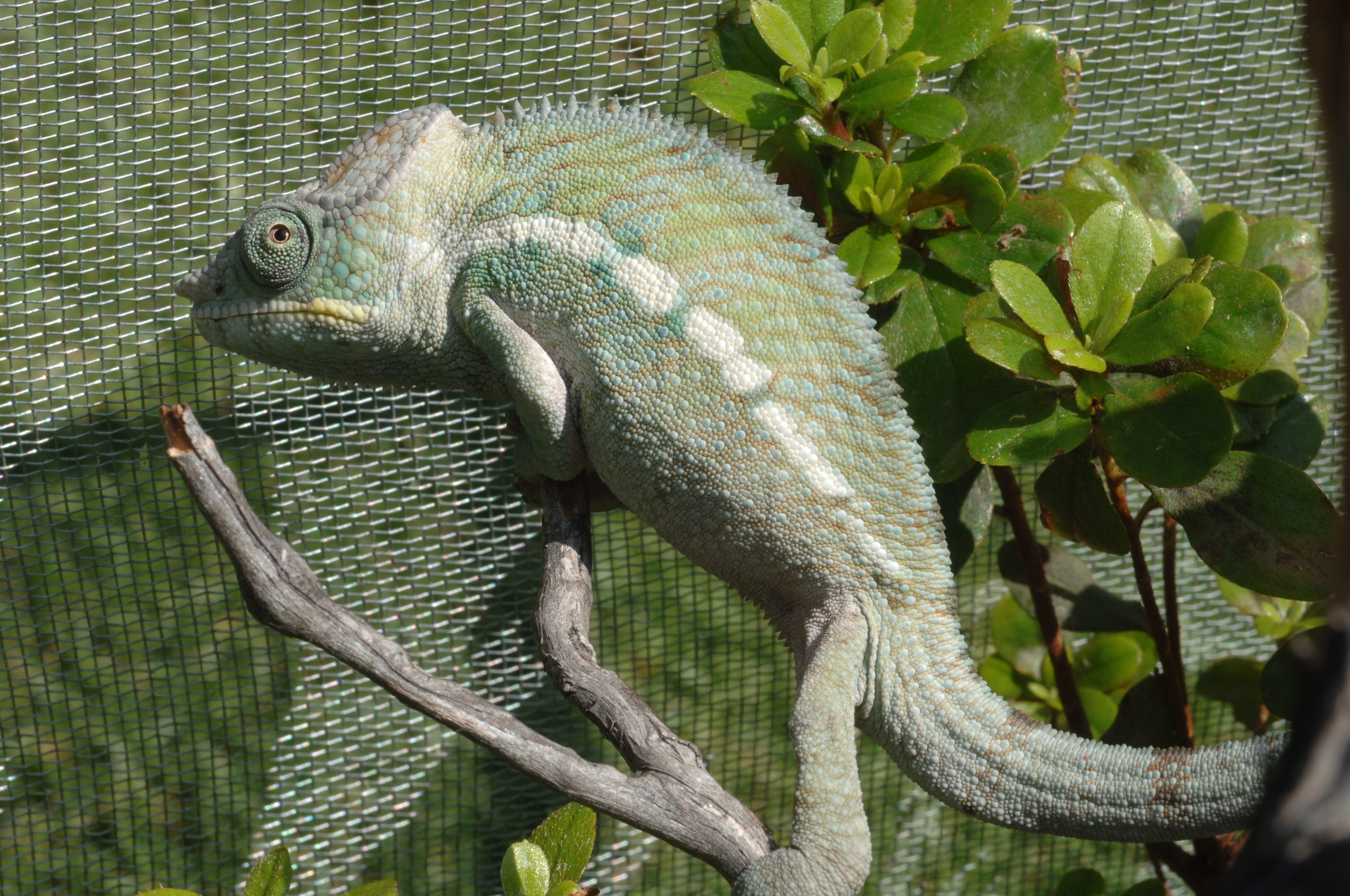 Coco 6 months old on 10/14