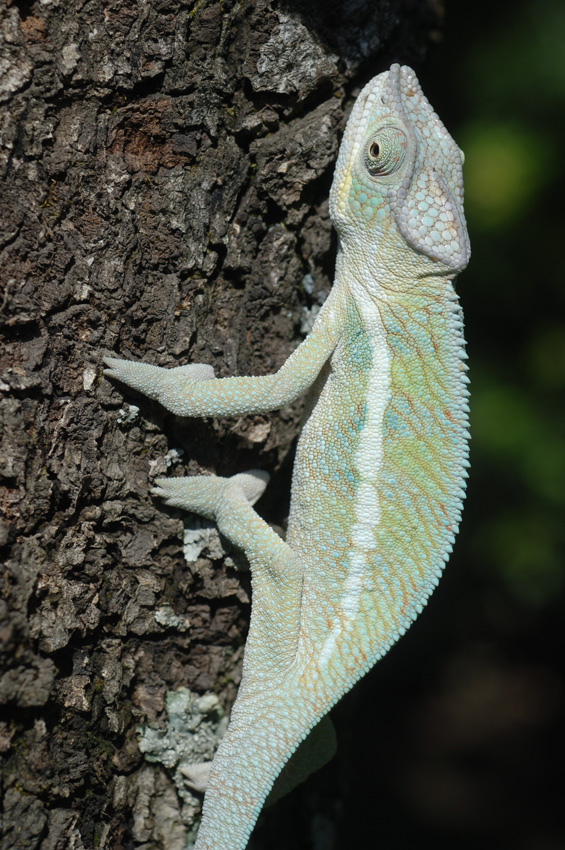 Coco climbing tree.