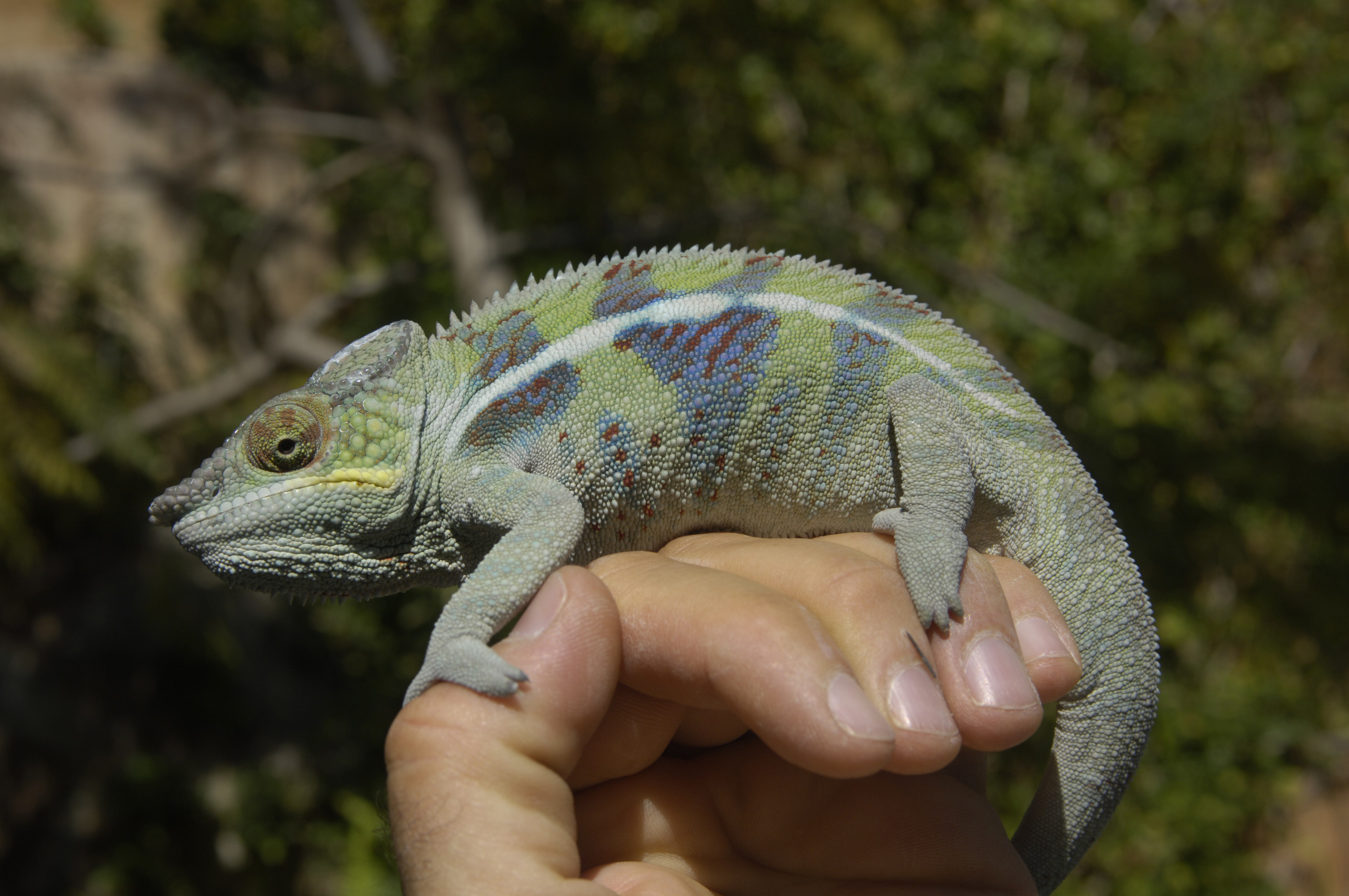 Coco on hand at 9months