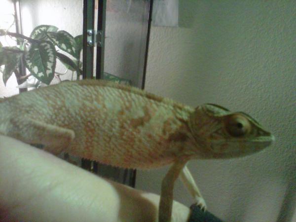 Cocoa