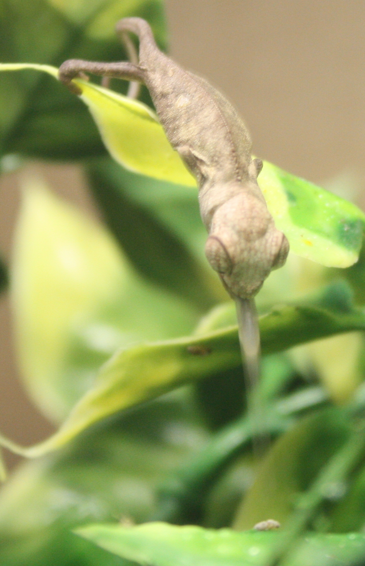 Cocokey Chameleon 050 255431
