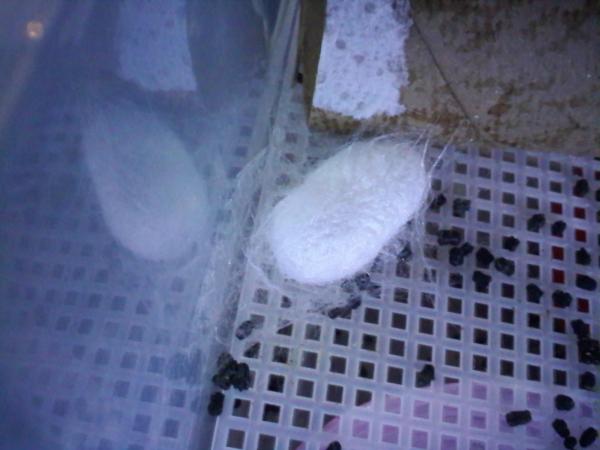 cocoon 2