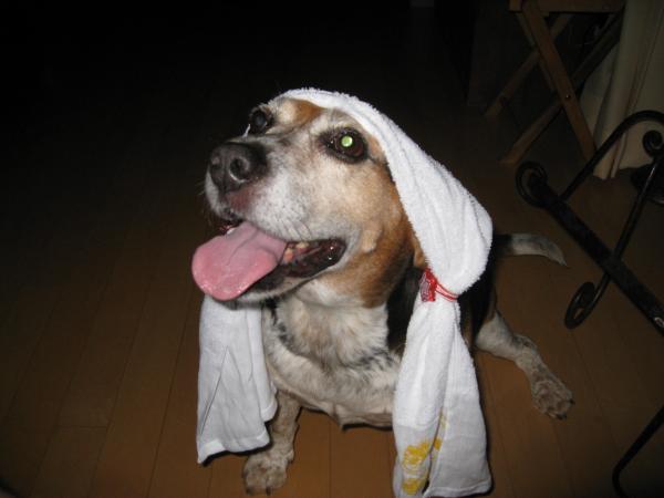 cokie #2 :
the lady edition