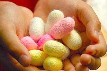color cocoons