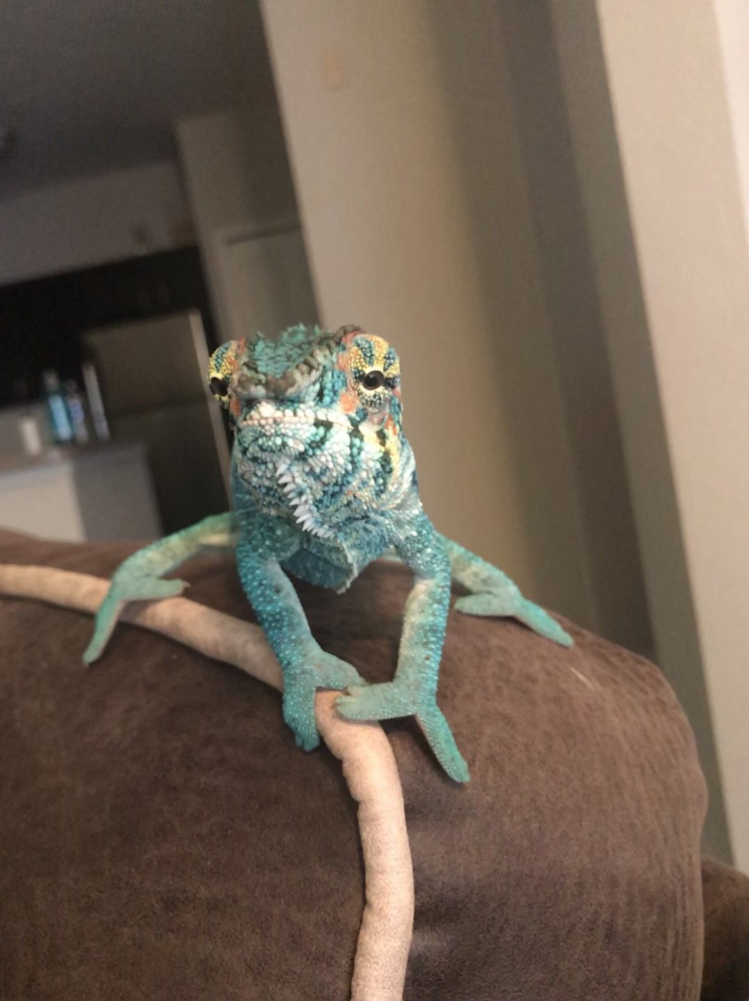 Colors coming in nicely!
