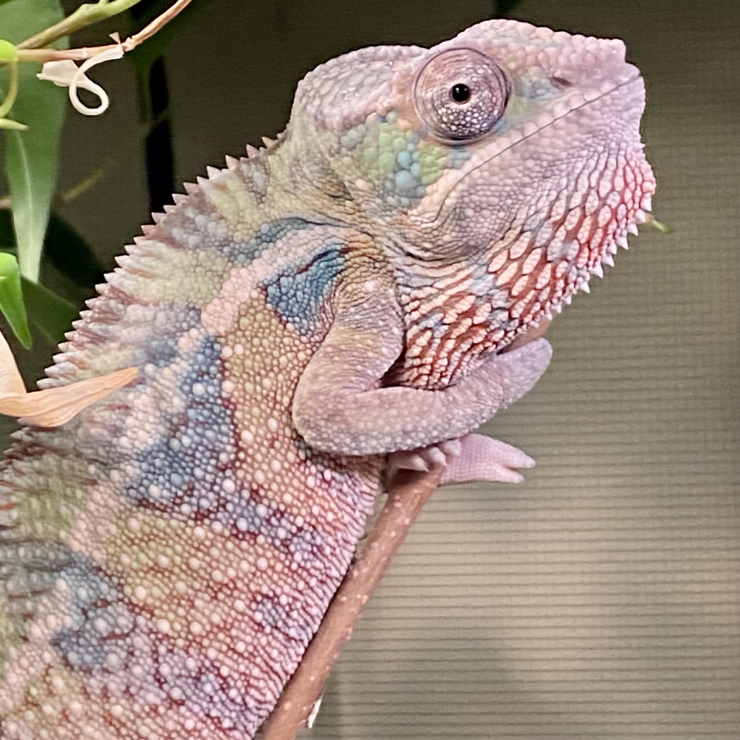 Colors Starting to Come In!