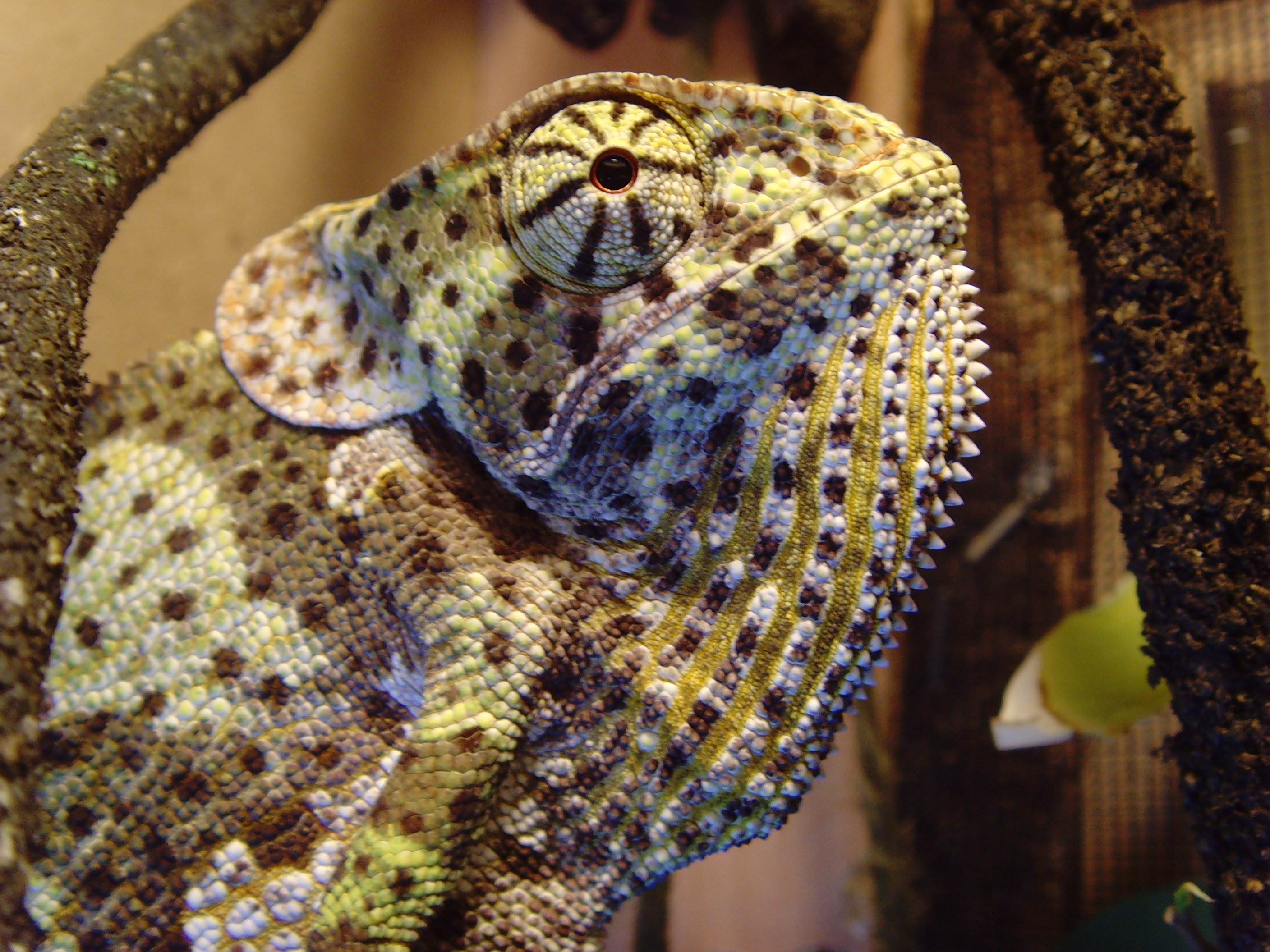 Come Any Closer And You'll Get The Flaps!