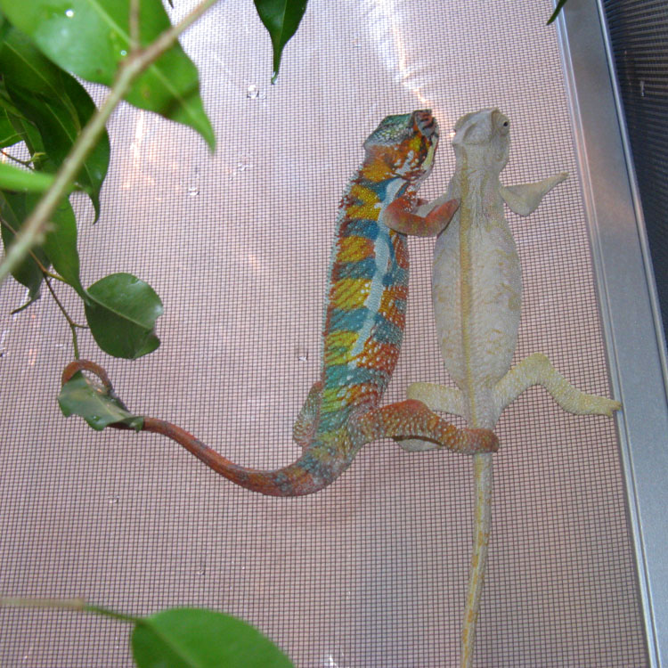 Come On Baby, I'm Cool