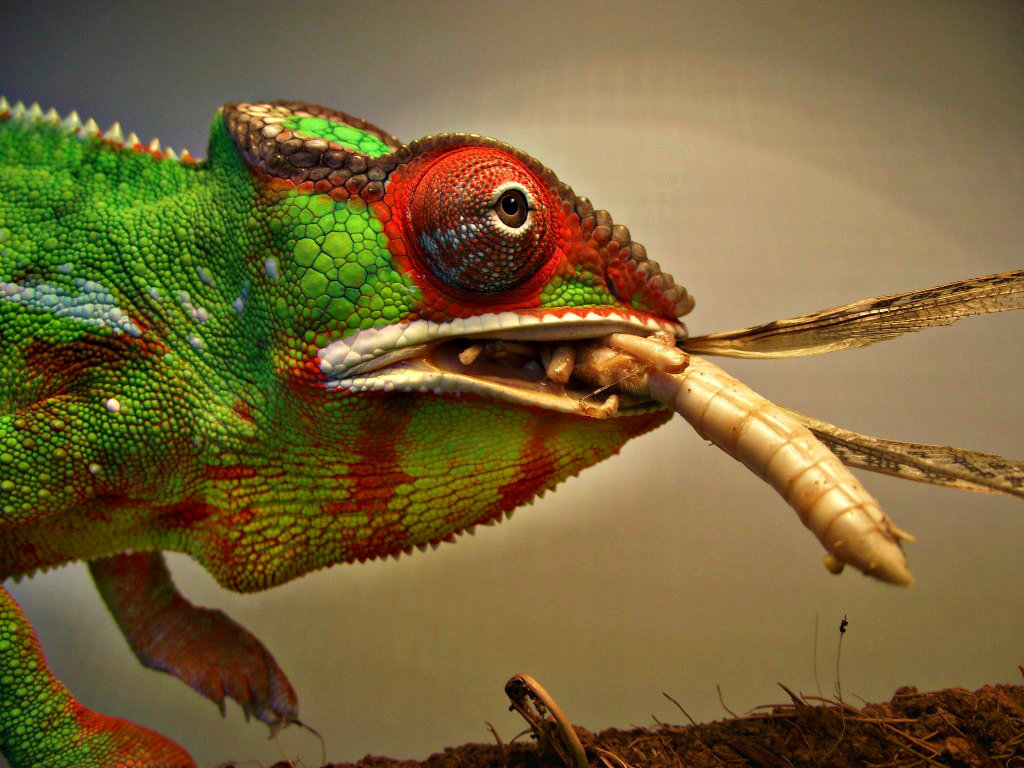 Comet Eating A Huge Locust