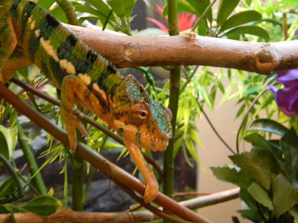 Coming out to me for some crickets!