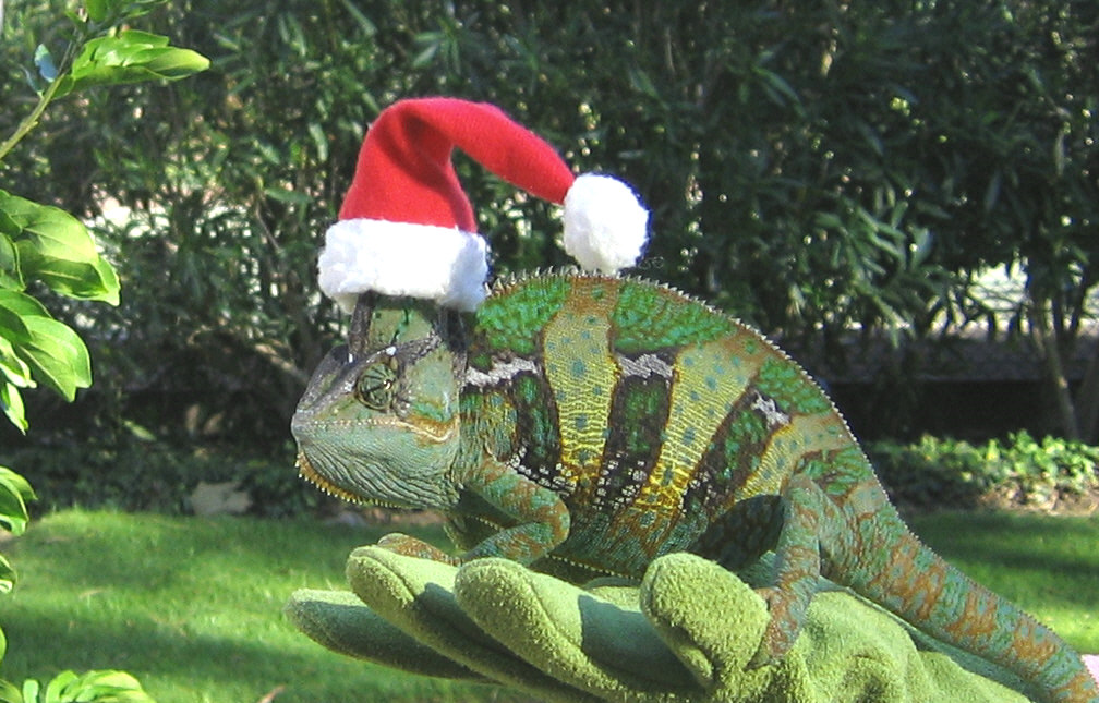 Conan with Santa Hat