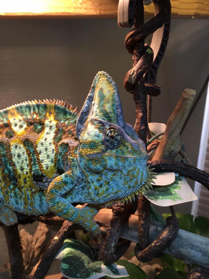Contemplation