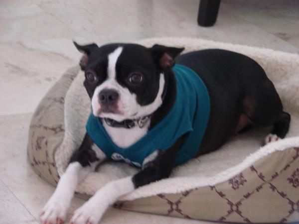 Cookie my Boston Terrier.