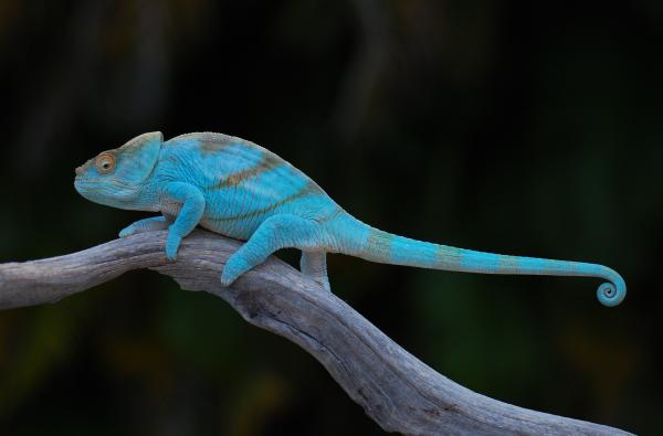 Cooper 10 months old and 122 grams  1/26/14   #029