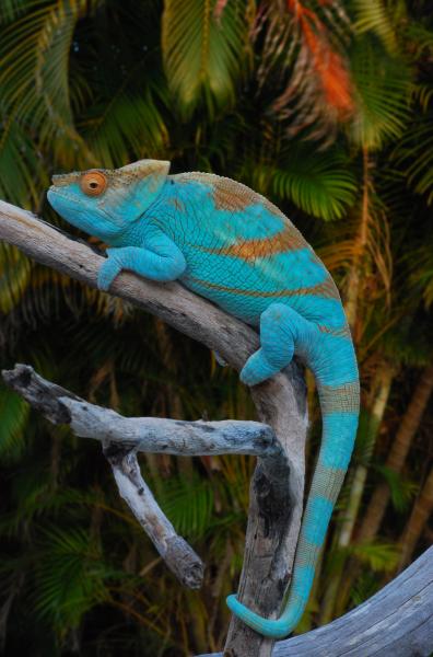 Cooper 11 1/2 months old 141 grams 3/22/14   #491