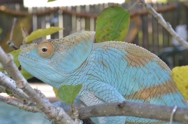 Cooper 11 months old and 136 grams.   #175