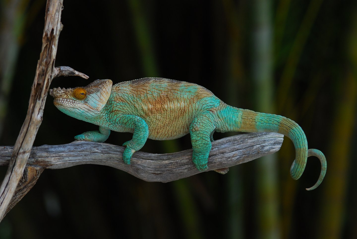 Cooper 3 years old 480 grams 4/3/16