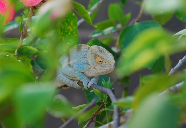 Cooper 8 1/2 months old 98 grams Christmas 2 12/25/13  #225