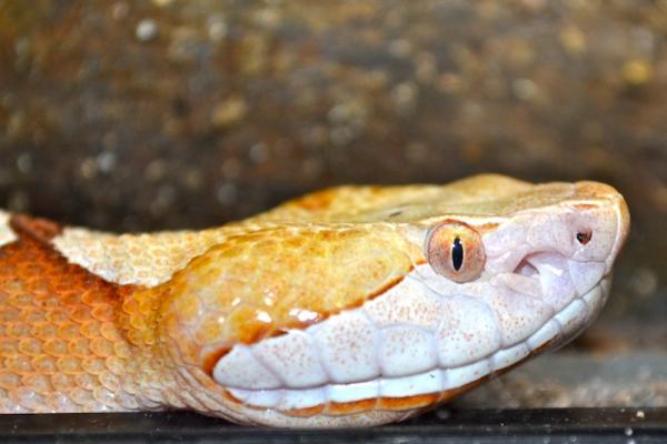 Copperhead