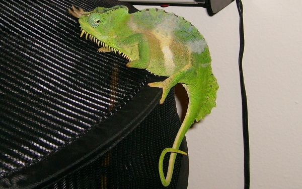 Cornelius on his cage