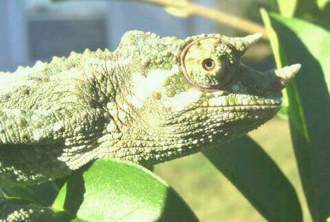 Cosmo Soaking Up Some Rays!!!