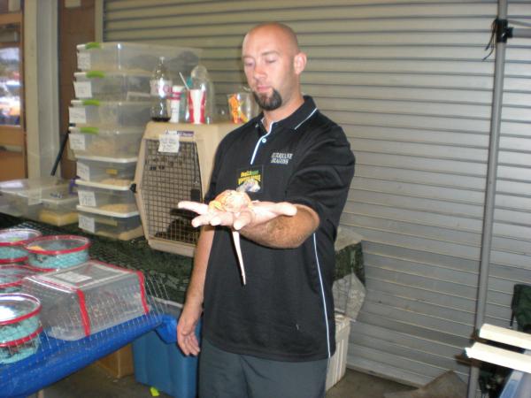 Craig of Hurricane Dragons, showing off a really nice bearded dragon. I forgot what morph, but it was a tomatoey color, and lacking spikey scales. Yep
