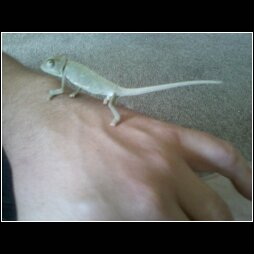Crayola a couple month old