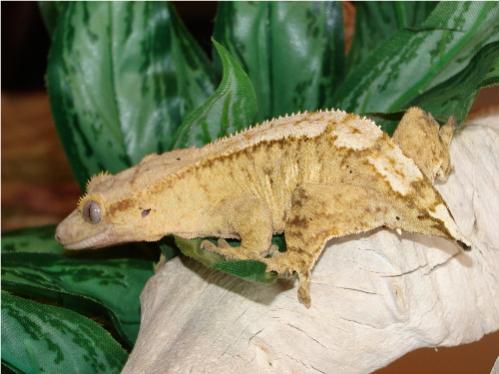 Creamsicle Female Named Pearl.