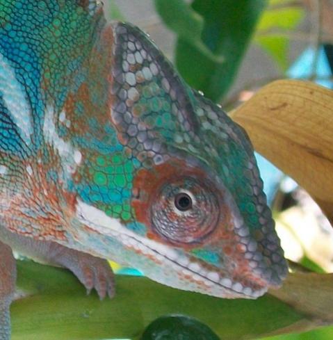 Credit To Cainschams