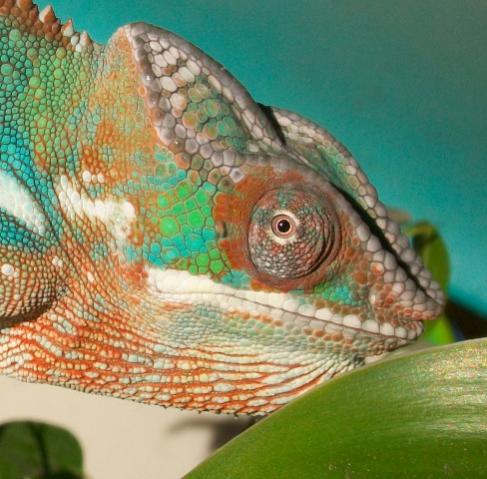 Credit To Cainschams