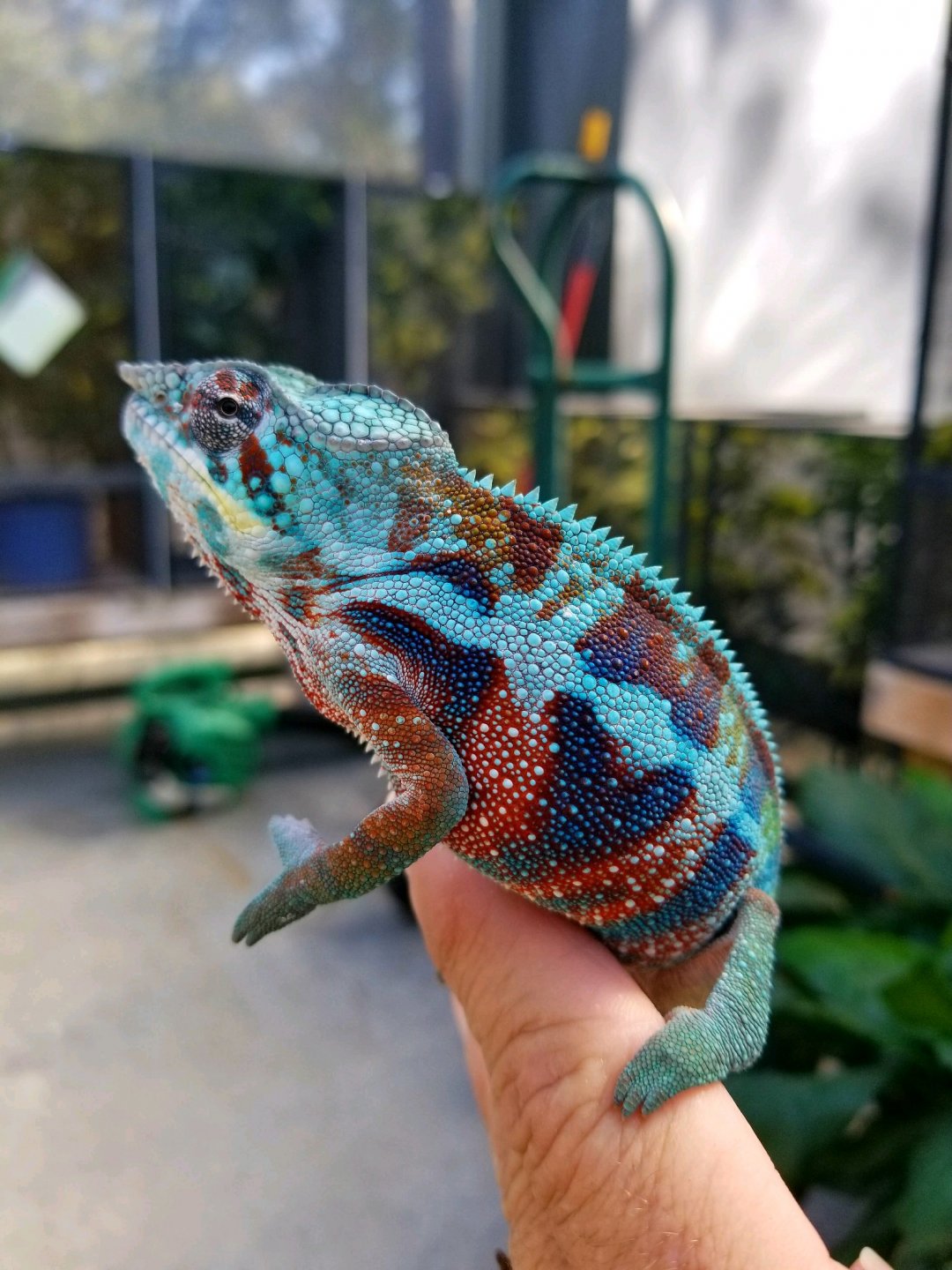 Cree the odd man out