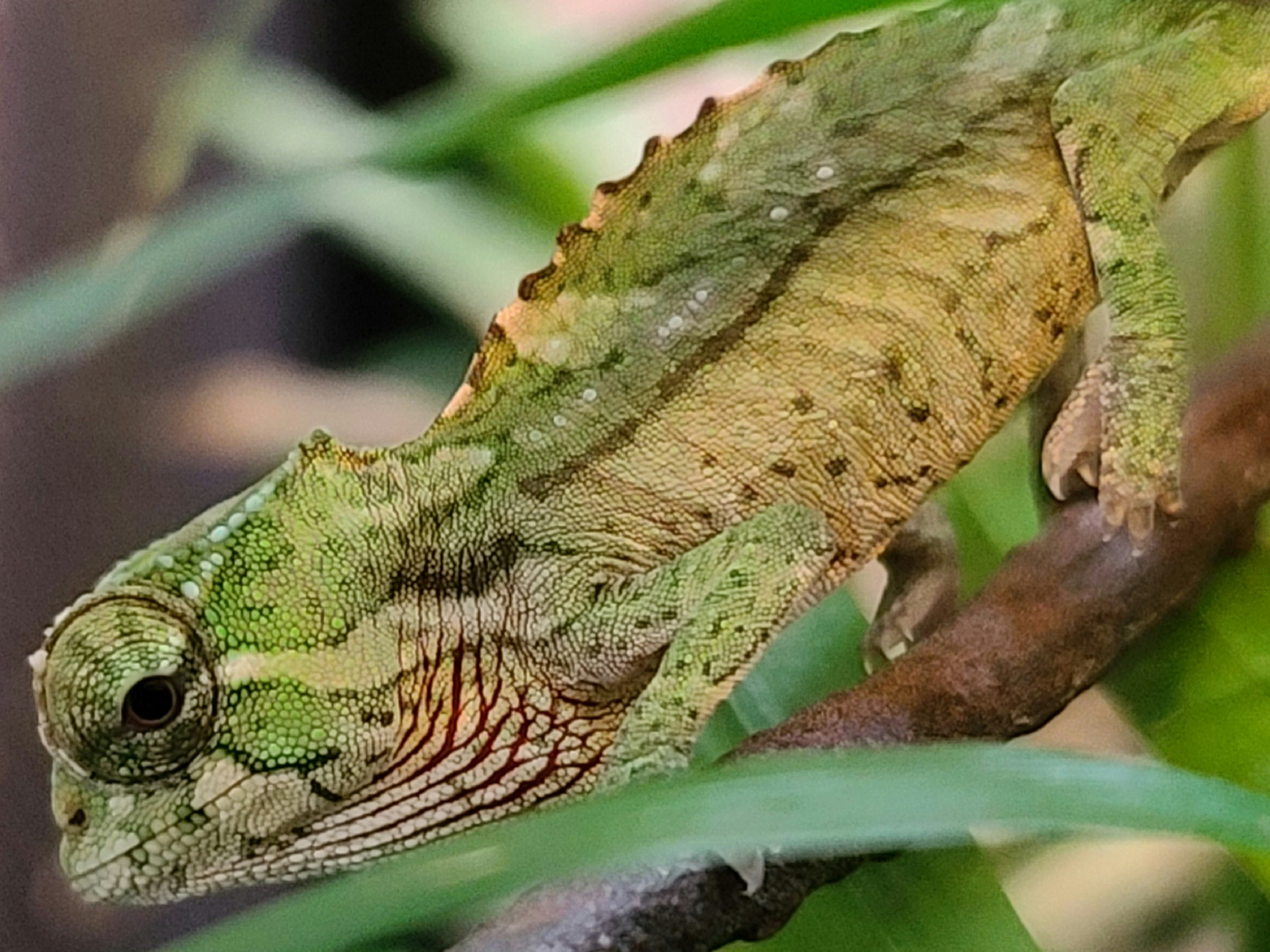 Crested cham baby