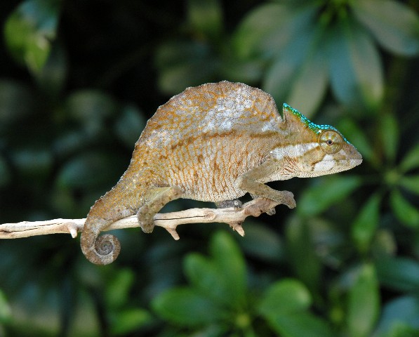 Crested Chameleon