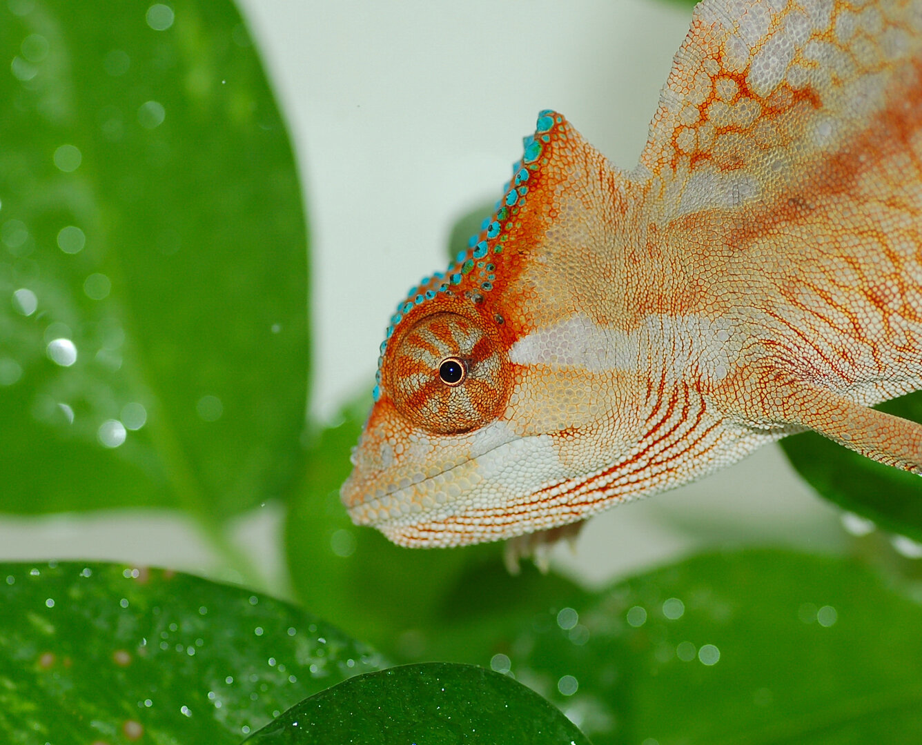 Crested Chameleon