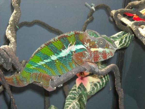 Cricket Badge
Oct 2011