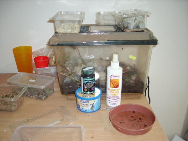 Crickets and locusts in the larger box, waxworms and mealworms on top.