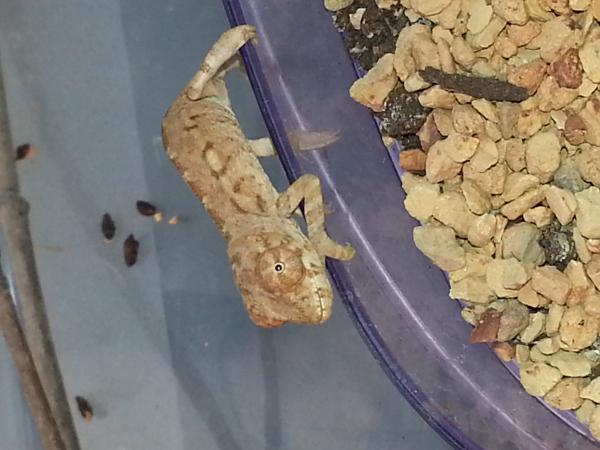 Crush @ 4.5 weeks. Already showing blue/green colors.