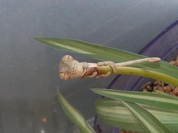 Crush with Star Trek eyes! (4.5 weeks old)