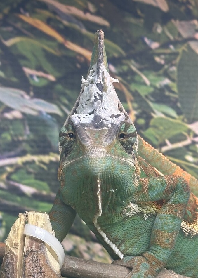 Crusty Chameleonaire