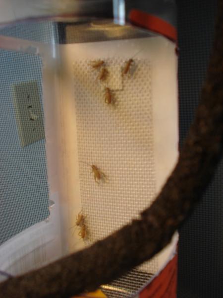 Cup Feeder