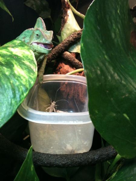 Cupfeeding Isis Oct 5 2012