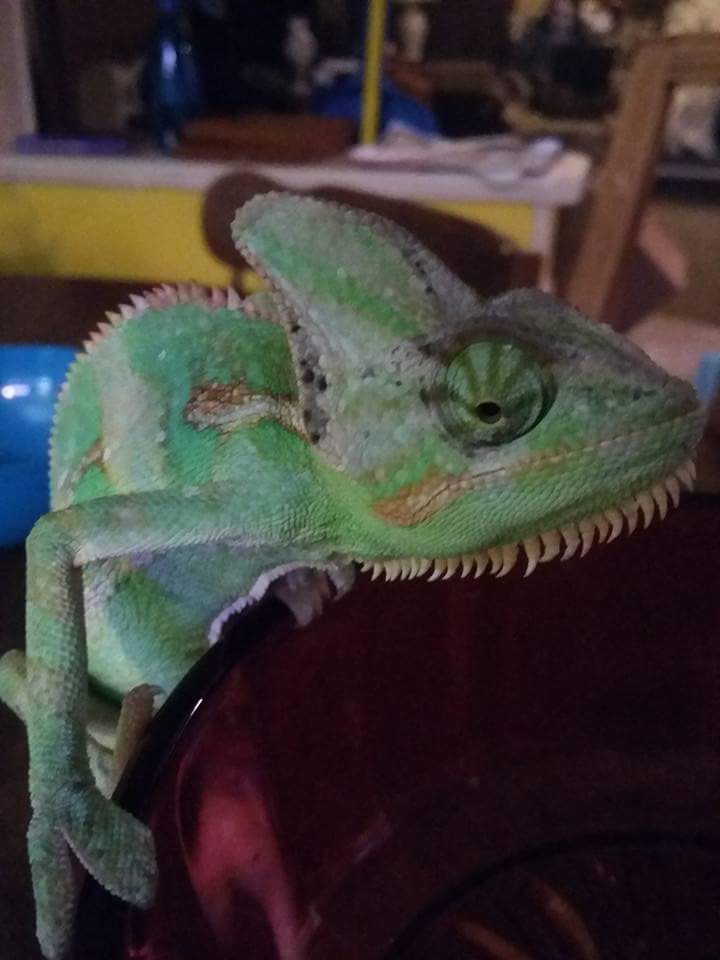 Curious Male Veiled Chameleon