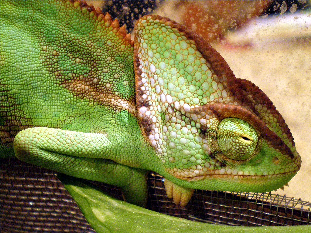 Curley Taylor sleeps