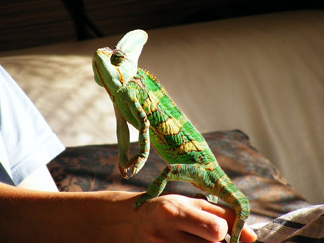 Curry Playing "surikata"