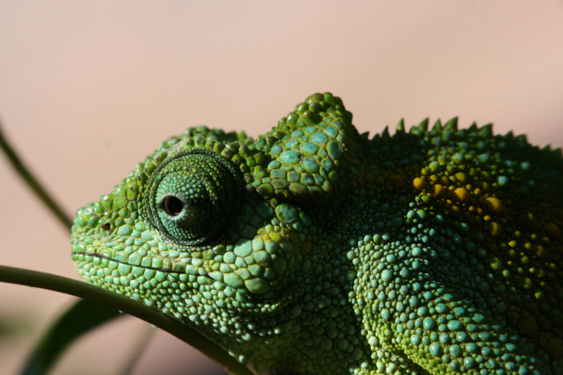 Cush Smiles In The Sun