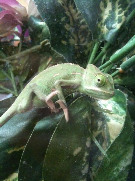 cute little female at the pet shop, she was bought though. i uploaded the pictures backwards, :/ so flip through the photo book backwards :)