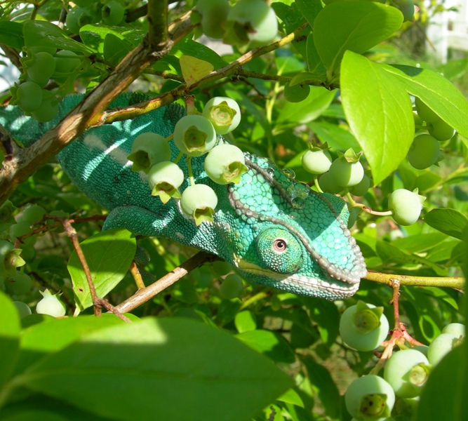 Cyrus waiting for the blueberries to ripen...