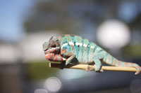 Cy's first day in the sun. He's Nosy Be and Ambilobe morph.