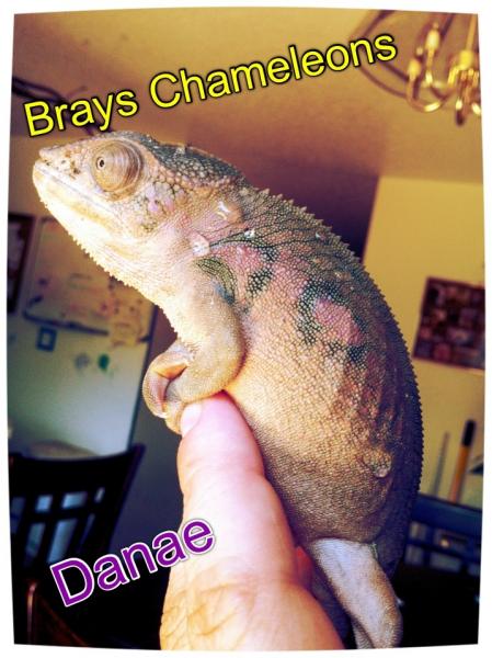 Danae a blue barred ambilobe from imperial dragons sired by bonaroo